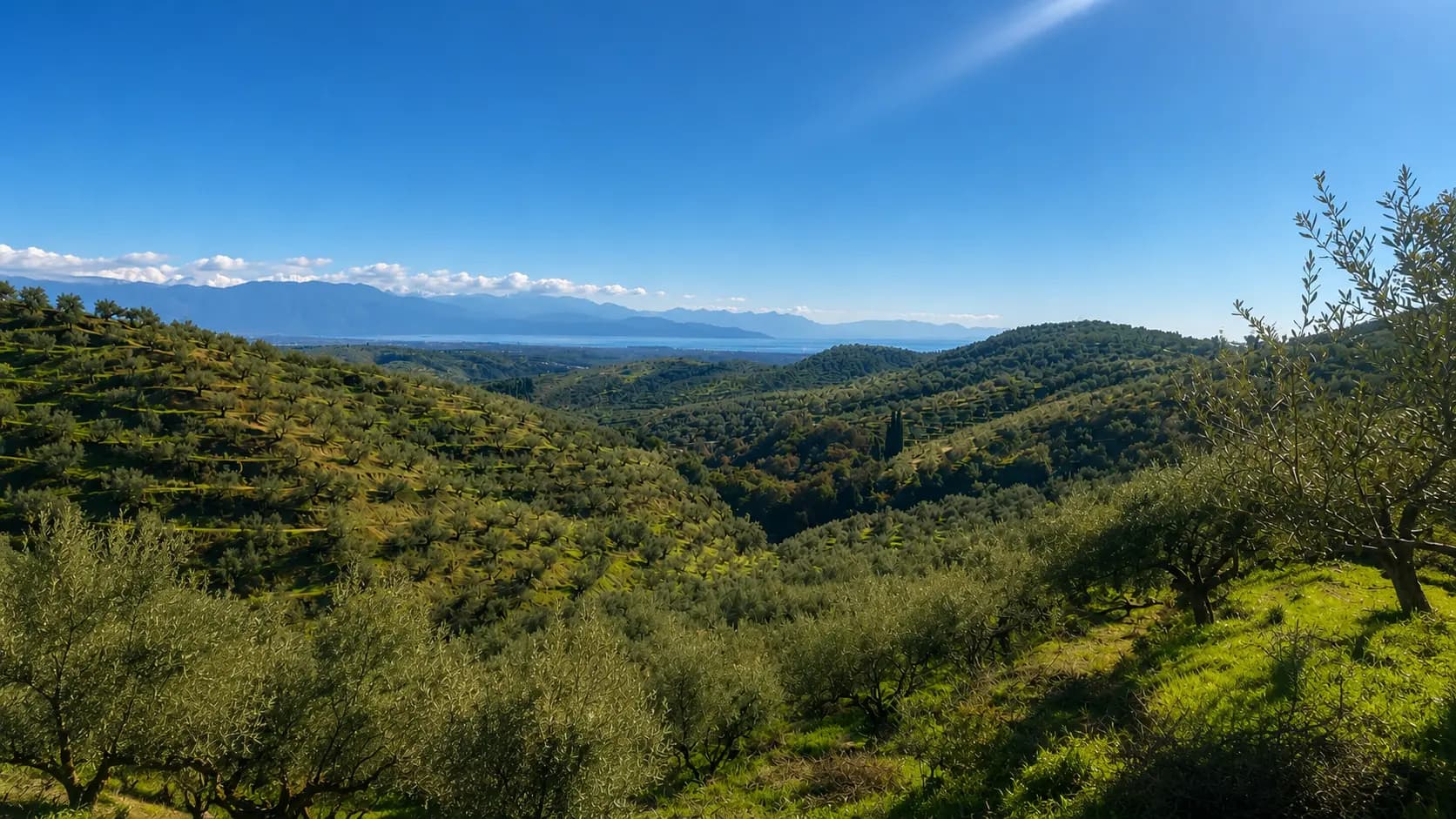 Olive groves in Kalamata overlooking the Ionian Sea