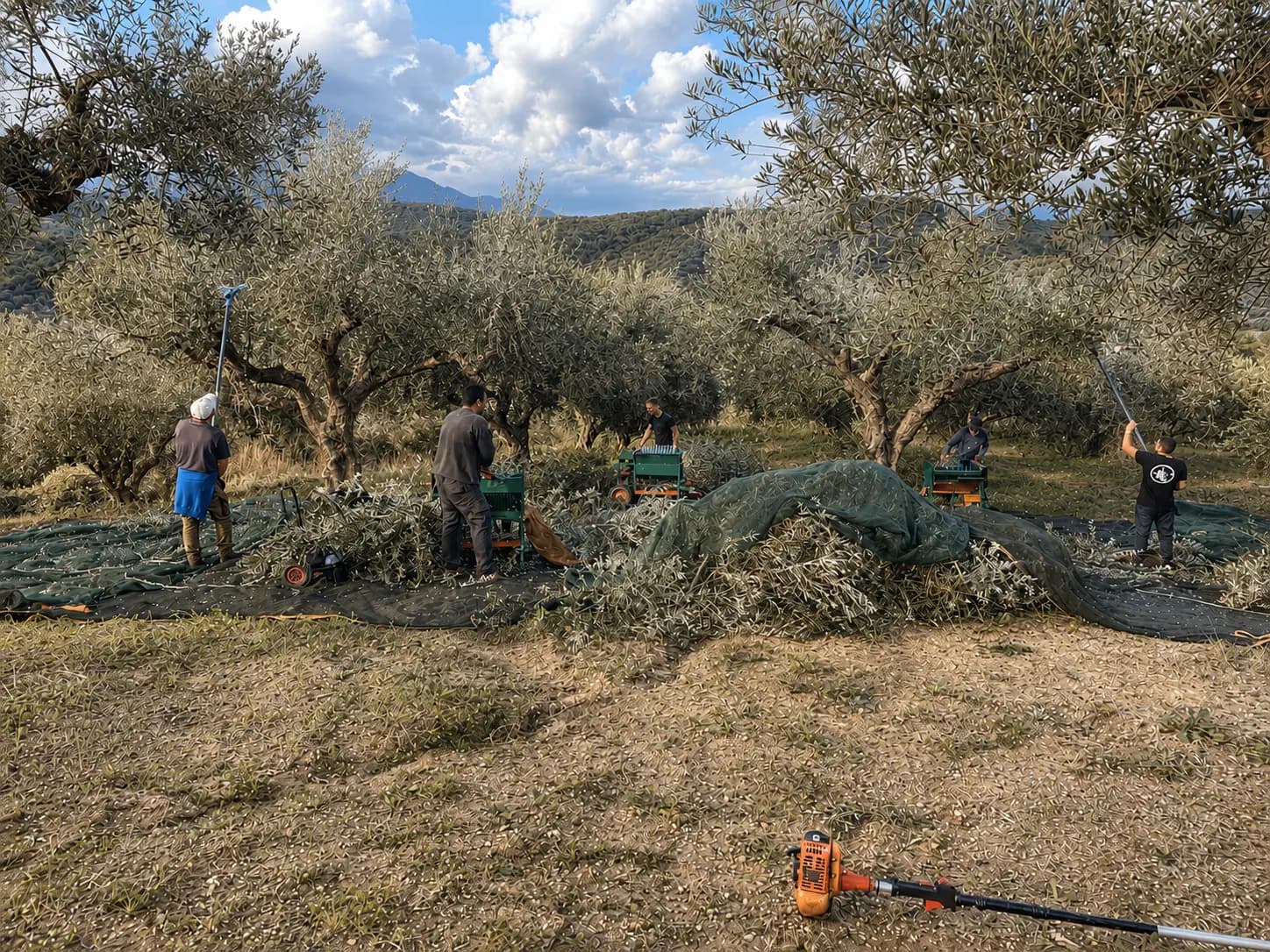 Harvesting olive leaves by hand in the Kalamata grove