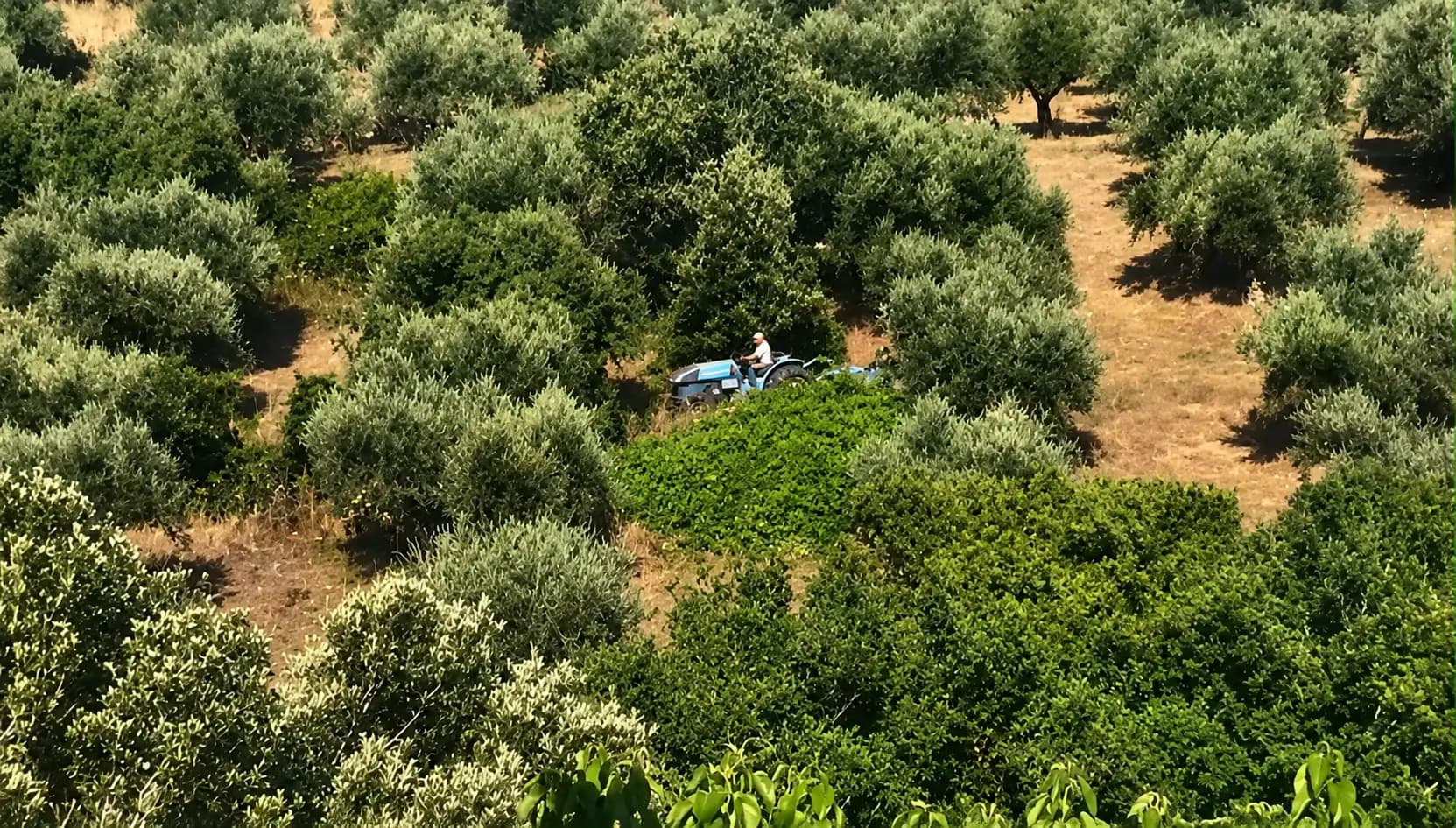 Rows of Koroneiki olive trees across the private estate