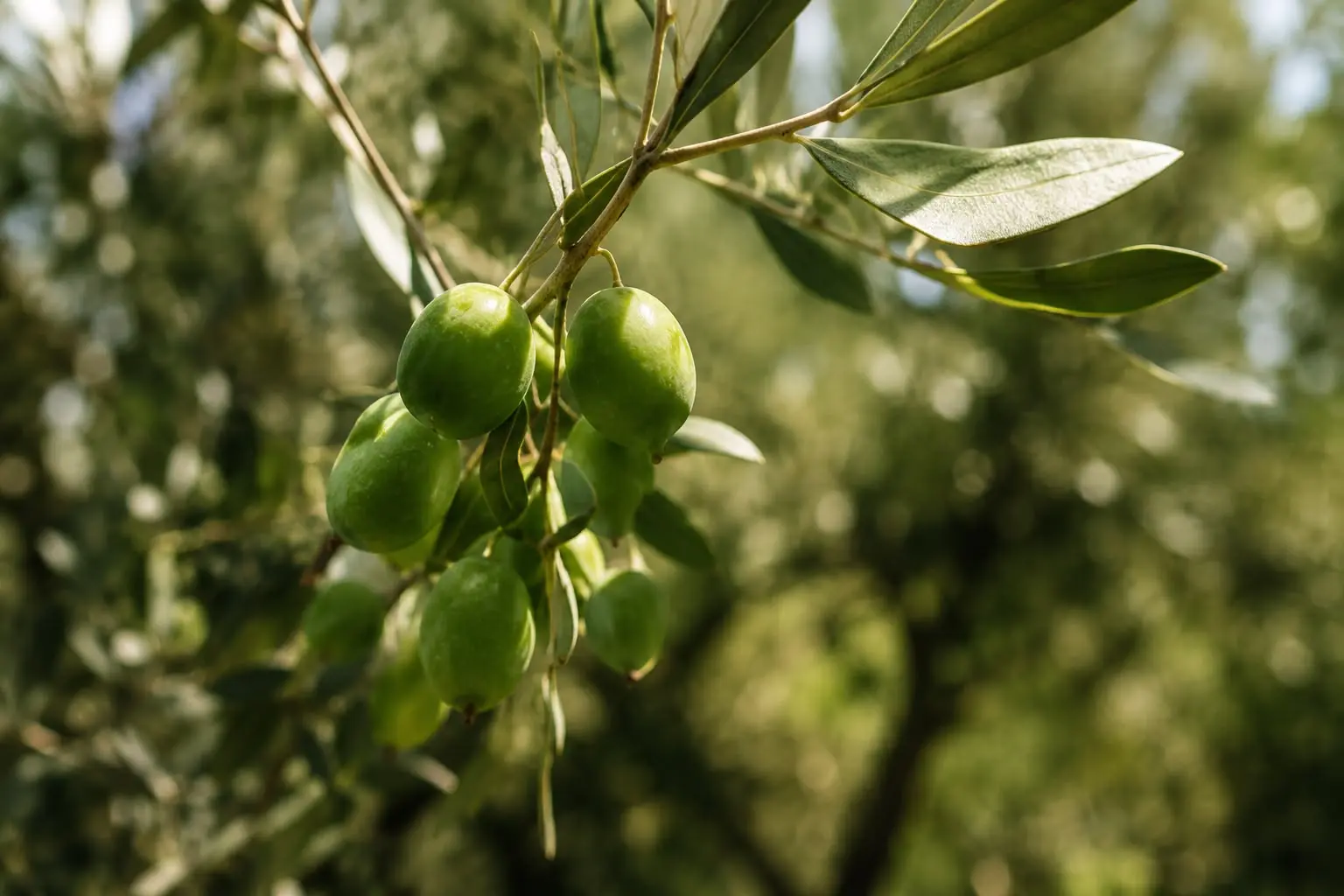 Close-up of Koroneiki olives on the branch