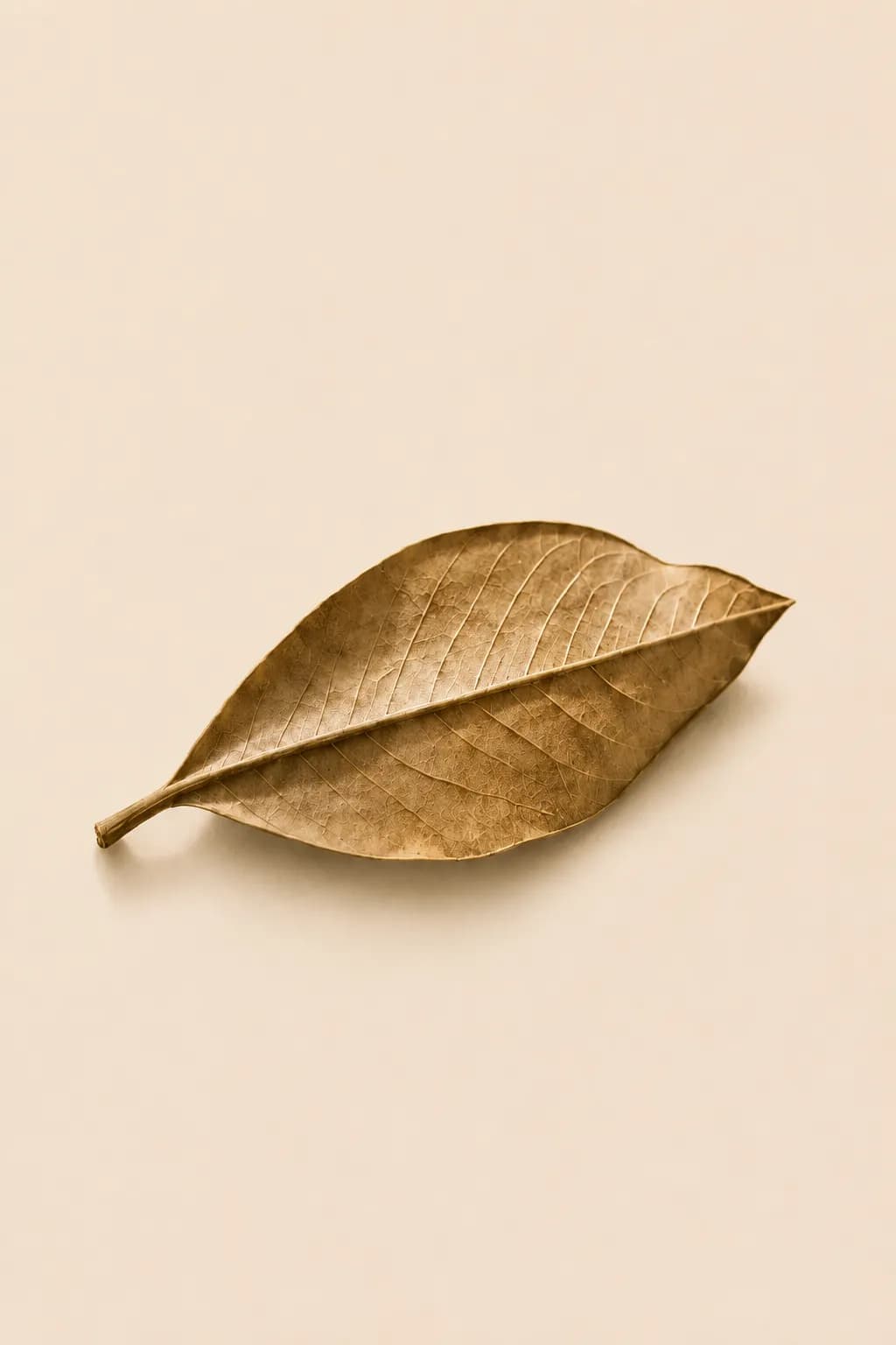 Dried olive leaf resting on a light surface