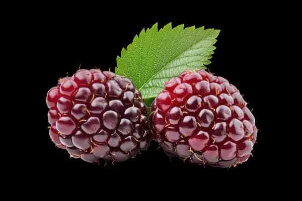 berry